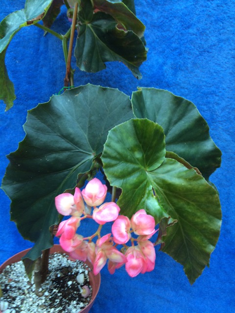 B. ‘Flor de Lei’